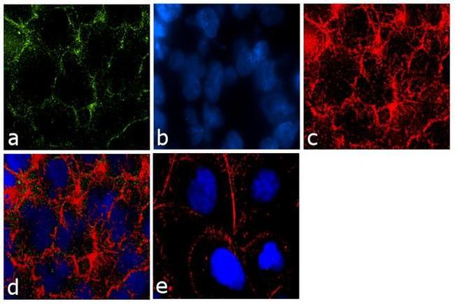 Claudin 16 Antibody in Immunocytochemistry (ICC/IF)