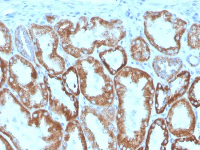 Interferon gamma (IFNG) Antibody in Immunohistochemistry (Paraffin) (IHC (P))