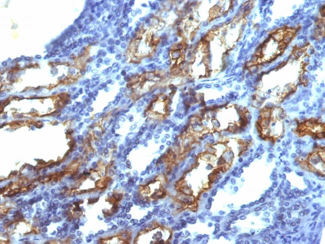 Interferon gamma (IFNG) Antibody in Immunohistochemistry (Paraffin) (IHC (P))