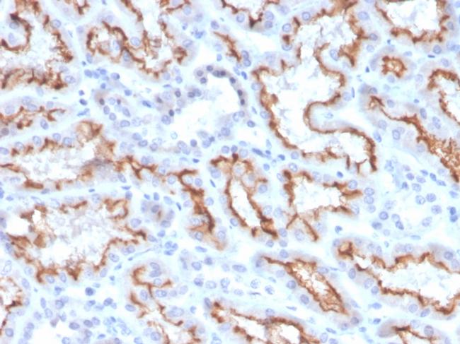 Interferon gamma (IFNG) Antibody in Immunohistochemistry (Paraffin) (IHC (P))