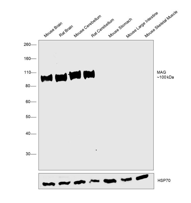 MAG Antibody in Western Blot (WB)