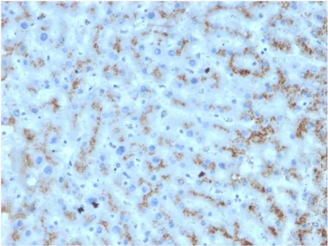 Apolipoprotein D/APOD Antibody in Immunohistochemistry (Paraffin) (IHC (P))