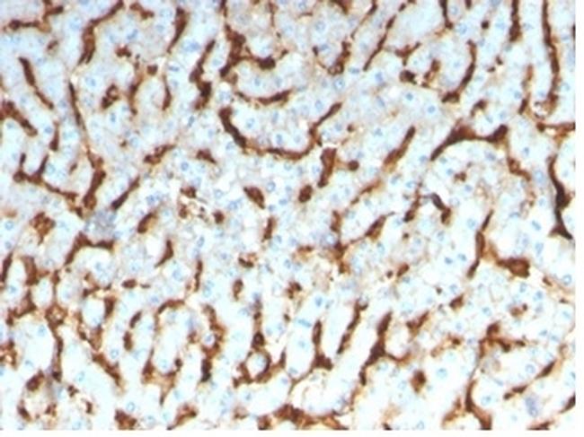 Apolipoprotein D/APO-D Antibody in Immunohistochemistry (Paraffin) (IHC (P))