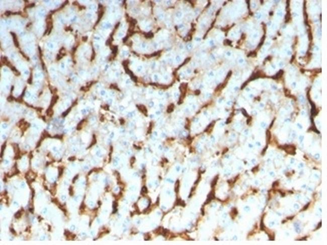 Apolipoprotein D/APO-D Antibody in Immunohistochemistry (Paraffin) (IHC (P))