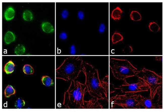 EphA2 Antibody in Immunocytochemistry (ICC/IF)