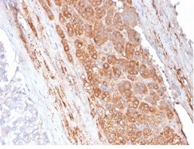 Apolipoprotein E/APOE Antibody in Immunohistochemistry (Paraffin) (IHC (P))