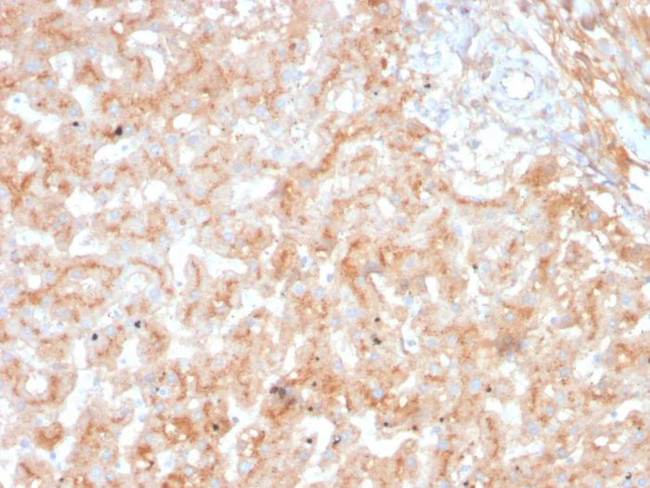 Apolipoprotein E/APOE Antibody in Immunohistochemistry (Paraffin) (IHC (P))