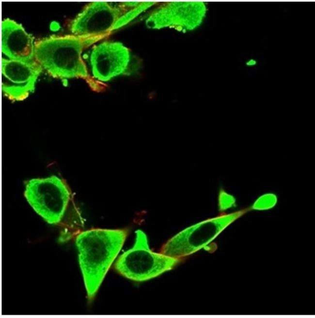 IGFBP3 Antibody in Immunocytochemistry (ICC/IF)