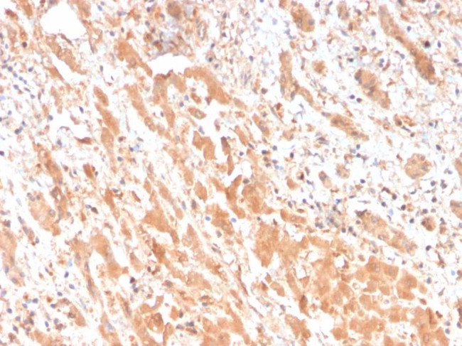 Apolipoprotein H/APOH Antibody in Immunohistochemistry (Paraffin) (IHC (P))