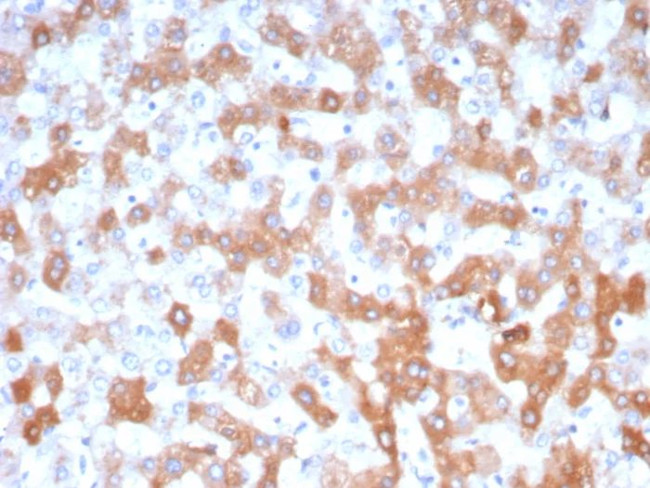 Apolipoprotein H/APOH Antibody in Immunohistochemistry (Paraffin) (IHC (P))