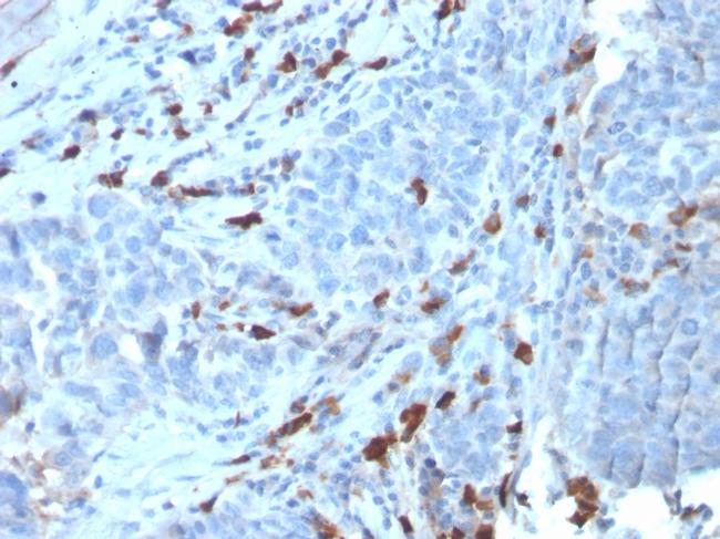 IgM (Immunoglobulin Mu Heavy Chain) Antibody in Immunohistochemistry (Paraffin) (IHC (P))