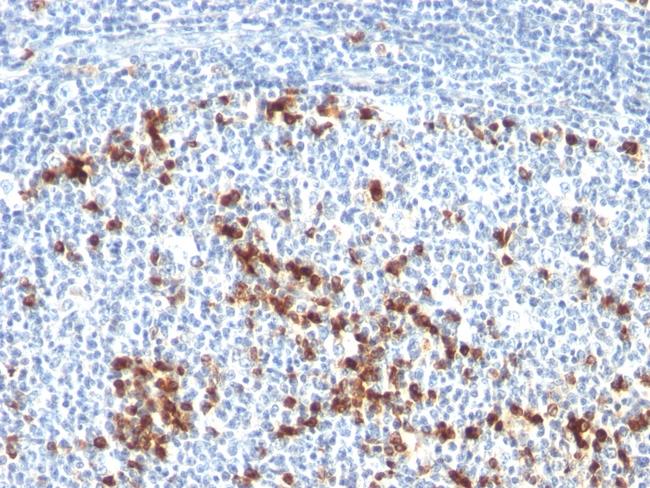 Kappa Light Chain (B-Cell Marker) Antibody in Immunohistochemistry (Paraffin) (IHC (P))