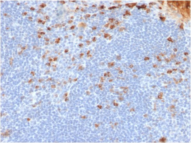 Kappa Light Chain (B-Cell Marker) Antibody in Immunohistochemistry (Paraffin) (IHC (P))