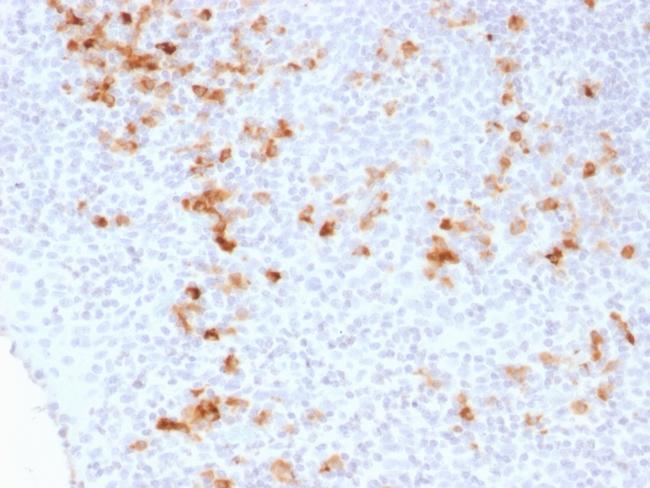 Kappa Light Chain (B-Cell Marker) Antibody in Immunohistochemistry (Paraffin) (IHC (P))