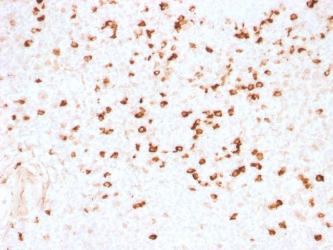 Lambda Light Chain (B-Cell Marker) Antibody in Immunohistochemistry (Paraffin) (IHC (P))