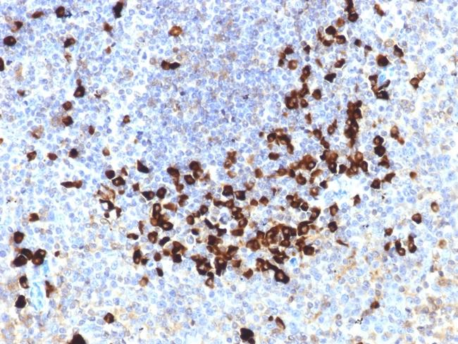 Lambda Light Chain (B-Cell Marker) Antibody in Immunohistochemistry (Paraffin) (IHC (P))