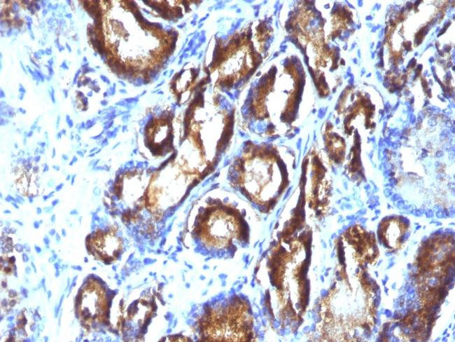 Prostate Specific Antigen (PSA) Antibody in Immunohistochemistry (Paraffin) (IHC (P))