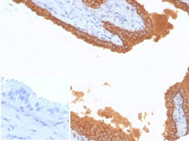 Prostate Specific Antigen (PSA) Antibody in Immunohistochemistry (Paraffin) (IHC (P))