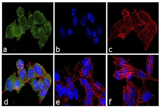 Ubiquilin 2 Antibody in Immunocytochemistry (ICC/IF)