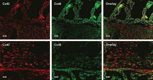 Connexin 43 Antibody in Immunohistochemistry (IHC)