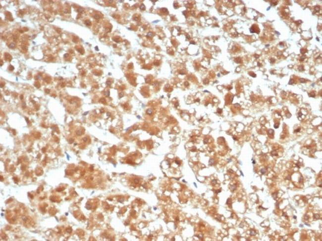 Interleukin-1 beta (IL-1 beta) Antibody in Immunohistochemistry (Paraffin) (IHC (P))