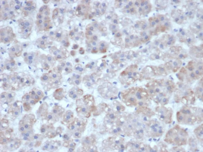 Interleukin-1 beta (IL-1 beta) Antibody in Immunohistochemistry (Paraffin) (IHC (P))