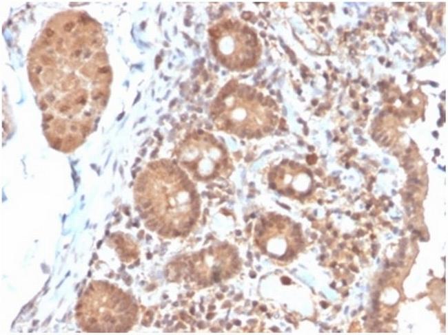 Interleukin-3 (IL-3) Antibody in Immunohistochemistry (Paraffin) (IHC (P))