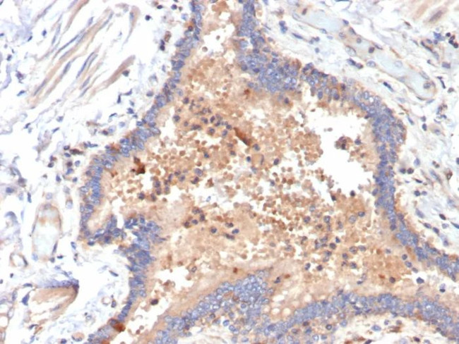 IL-6 (Interleukin-6)/Interferon beta-2 (Hybridoma Growth Factor) Antibody in Immunohistochemistry (Paraffin) (IHC (P))