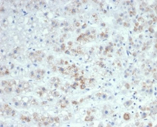 IL-6 (Interleukin-6)/Interferon beta-2 (Hybridoma Growth Factor) Antibody in Immunohistochemistry (Paraffin) (IHC (P))