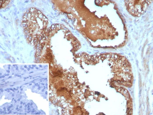 Interleukin 10 (IL10) (Immuno-regulation Marker) Antibody in Immunohistochemistry (Paraffin) (IHC (P))