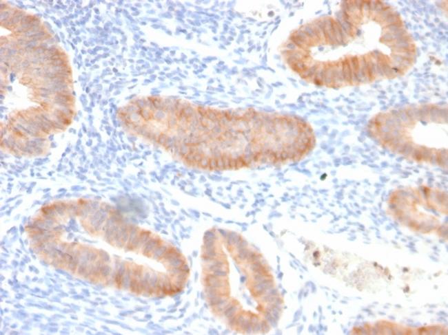 Interleukin 10 (IL10) Antibody in Immunohistochemistry (Paraffin) (IHC (P))