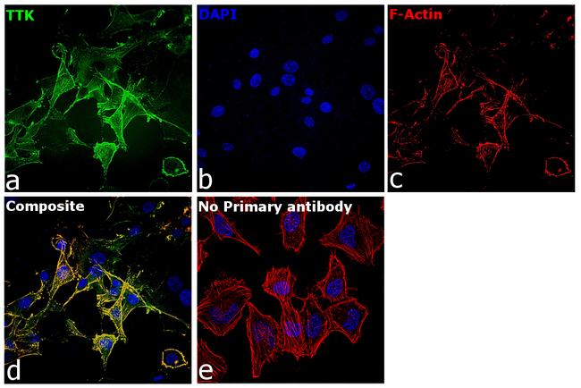 TTK Antibody in Immunocytochemistry (ICC/IF)