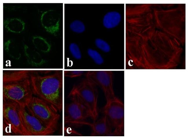 JNK1 Antibody in Immunocytochemistry (ICC/IF)