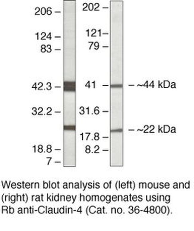 Claudin 4 Antibody in Western Blot (WB)