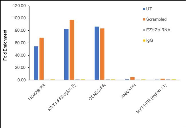 EZH2 Antibody in ChIP Assay (ChIP)