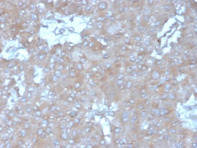 Interleukin-15 (IL-15) Antibody in Immunohistochemistry (Paraffin) (IHC (P))