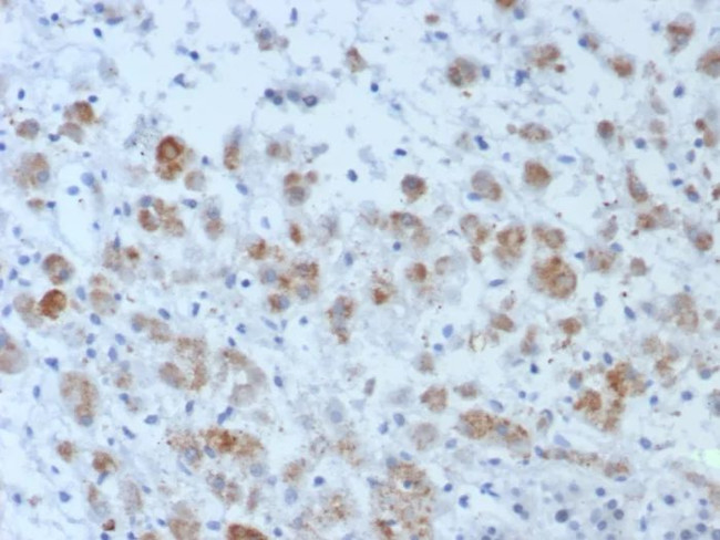 Interleukin-15 (IL-15) Antibody in Immunohistochemistry (Paraffin) (IHC (P))