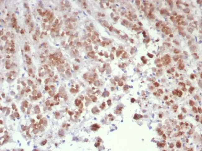 Interleukin-15 (IL-15) Antibody in Immunohistochemistry (Paraffin) (IHC (P))