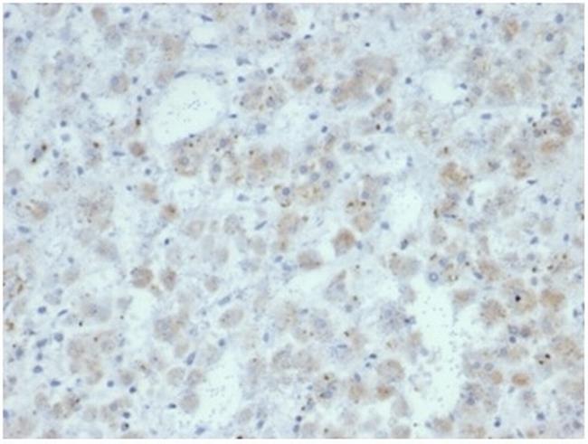 Interleukin-15 (IL-15) Antibody in Immunohistochemistry (Paraffin) (IHC (P))