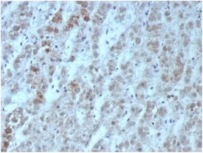 Interleukin-15 (IL-15) Antibody in Immunohistochemistry (Paraffin) (IHC (P))