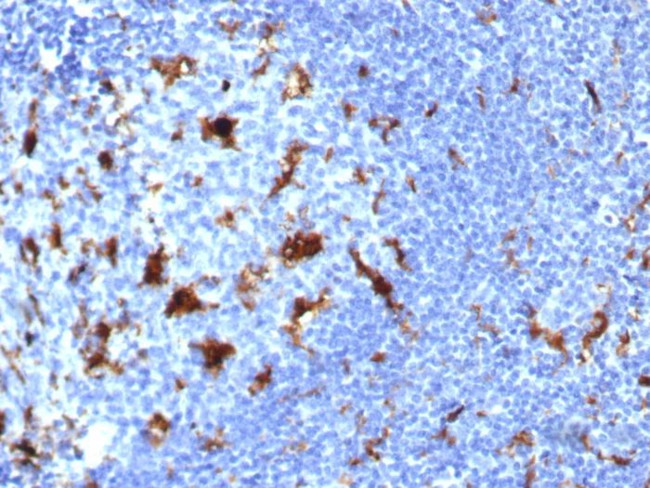 IL-18 (Interleukin-6)/Interferon beta-2 (Hybridoma Growth Factor) Antibody in Immunohistochemistry (Paraffin) (IHC (P))