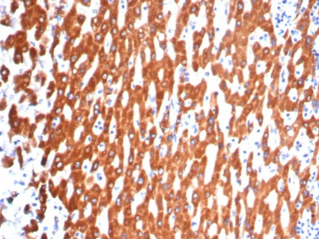 IL-6 (Interleukin-6)/Interferon beta-2 (Hybridoma Growth Factor) Antibody in Immunohistochemistry (Paraffin) (IHC (P))