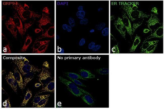 GRP94 Antibody in Immunocytochemistry (ICC/IF)