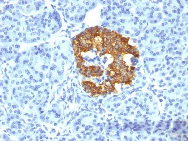 Insulin/IRDN (beta-Cell and Insulinoma Marker) Antibody in Immunohistochemistry (Paraffin) (IHC (P))