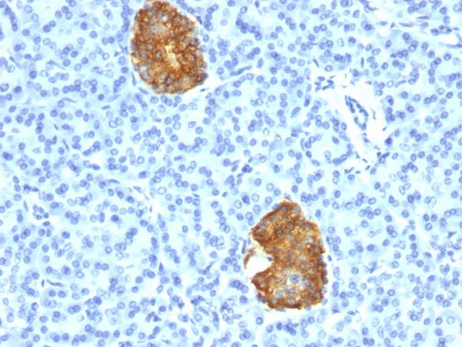 Insulin/IRDN (beta-Cell and Insulinoma Marker) Antibody in Immunohistochemistry (Paraffin) (IHC (P))