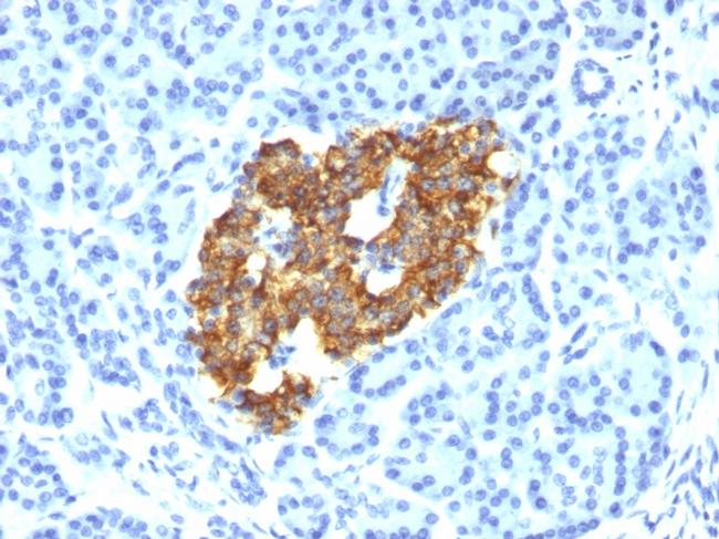 Insulin/IRDN Antibody in Immunohistochemistry (Paraffin) (IHC (P))