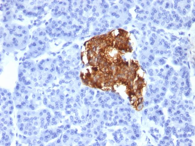 Insulin/IRDN (beta-Cell and Insulinoma Marker) Antibody in Immunohistochemistry (Paraffin) (IHC (P))