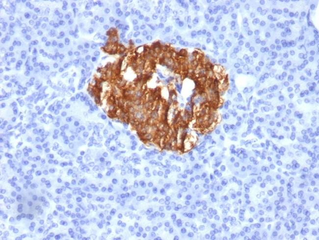 Insulin/IRDN (beta-Cell and Insulinoma Marker) Antibody in Immunohistochemistry (Paraffin) (IHC (P))