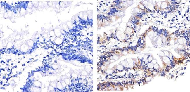 Syndecan 4 Antibody in Immunohistochemistry (Paraffin) (IHC (P))