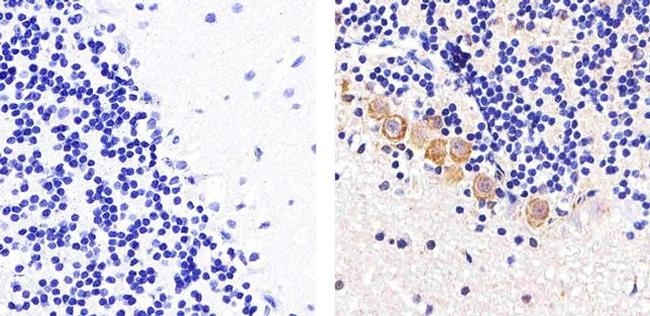 Connexin 47 Antibody in Immunohistochemistry (Paraffin) (IHC (P))